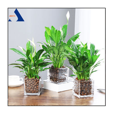 LECA para aquaponia Esferas de argila expandidas Hydroton