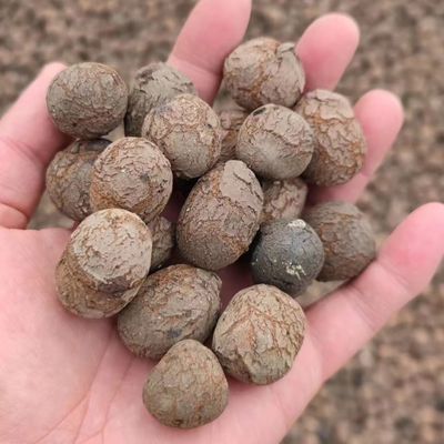 LECA para jardinagem e horticultura Densidade a granel 250-450 kg/m3 Hidroponia LECA bolas